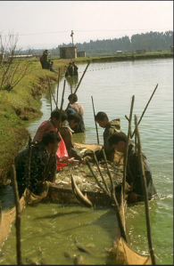 fishery farming